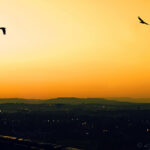 Gloaming